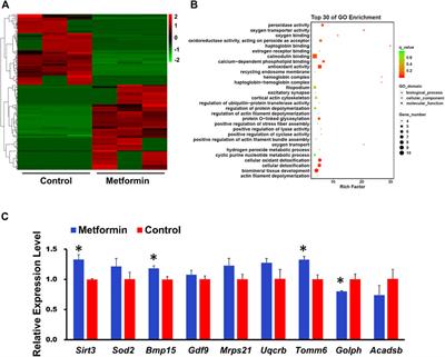 Metformin promotes in vitro maturation of oocytes from aged mice by attenuating mitochondrial oxidative stress via SIRT3-dependent SOD2ac